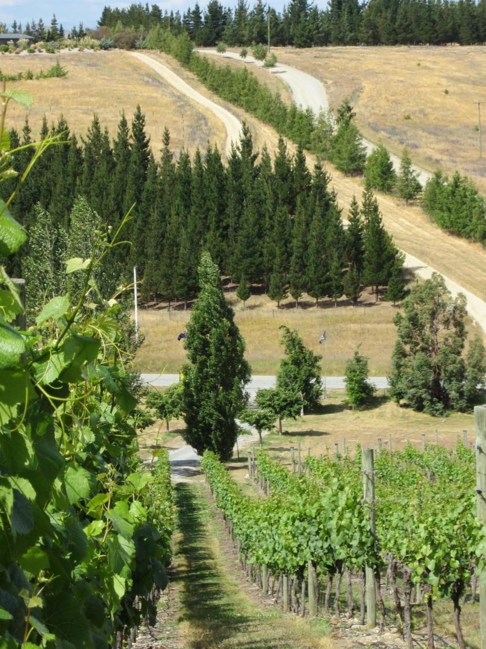 Hawkdun Rise Vineyard & Accommodation Alexandra Bagian luar foto